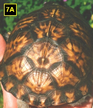 7A (300 wide)